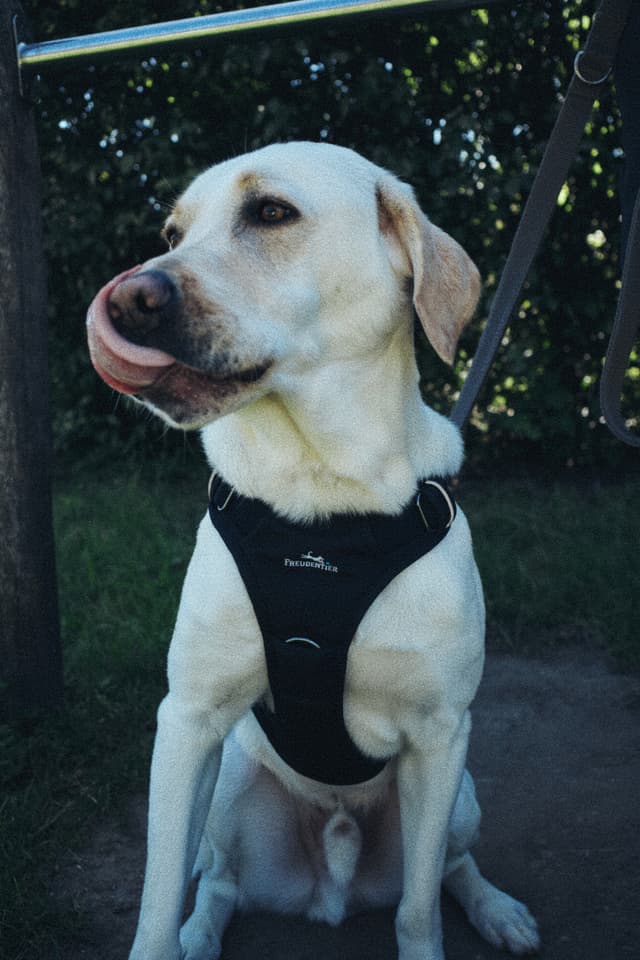 Rupert